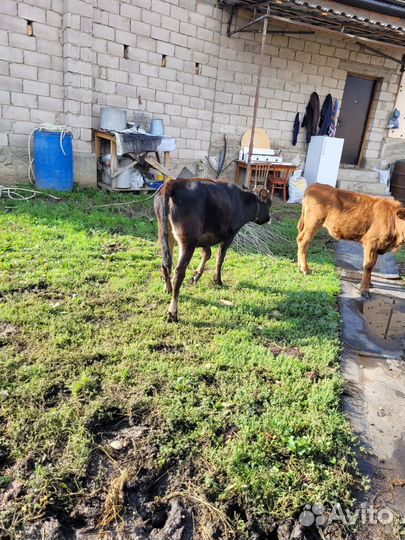 Телята,бычок