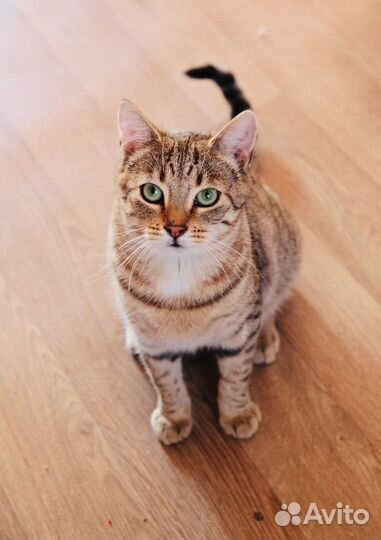 Зеленоглазая Бетти