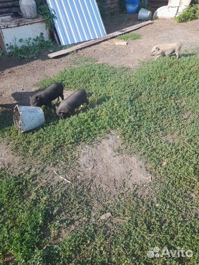 Поросята Кармал