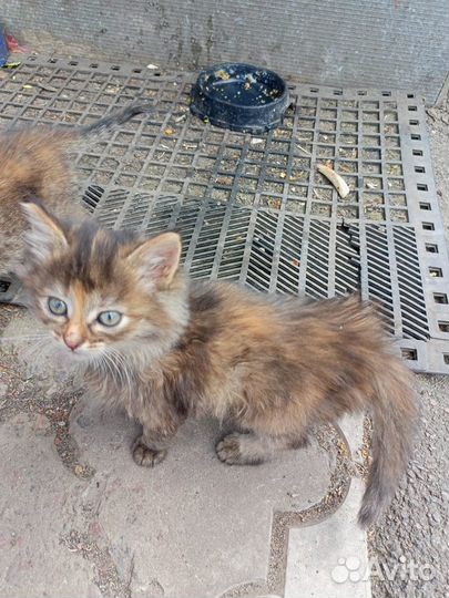 Домашние животные кошки