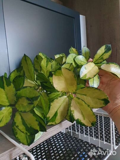 Хойя Лиза,Хойя Кримсон Квин, Плектрантус-мята