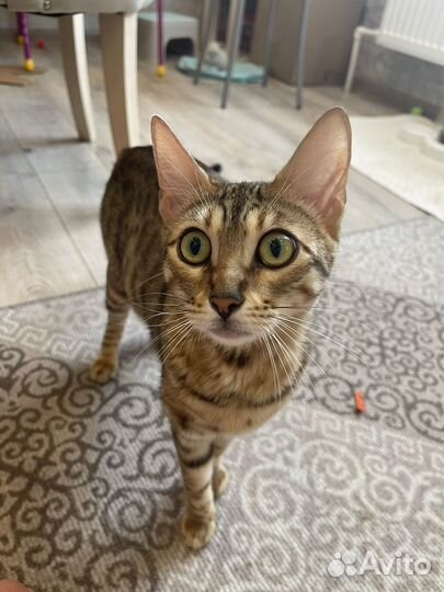 Бенгальская кошка бесплатно