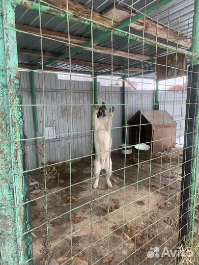 Отдам в добрые руки