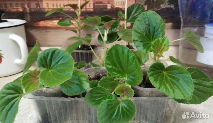 Фикус эластика тинеке