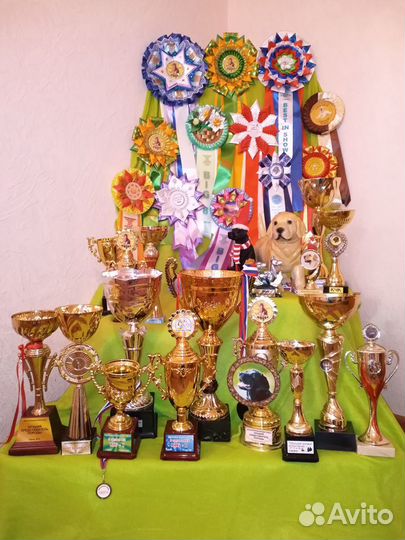 Передержка собак