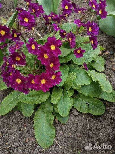 Медуница, примула