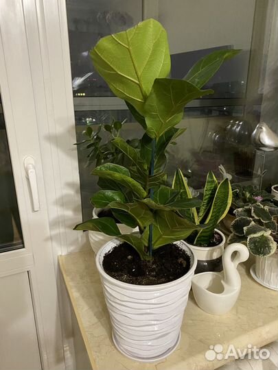 Фикус лирата бамбино