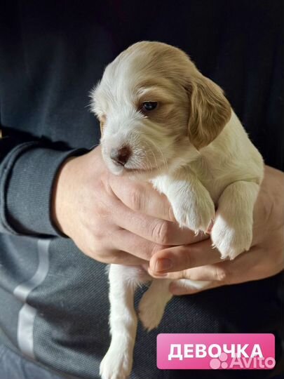 Русские спаниельки щенки