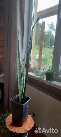 Сансевиерия щучий хвост