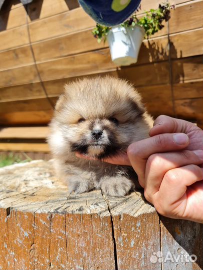 Померанский шпиц мини медвежонок