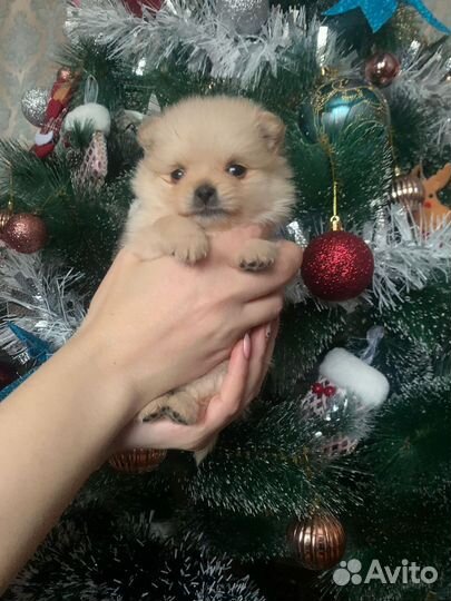 Щенки померанского шпица