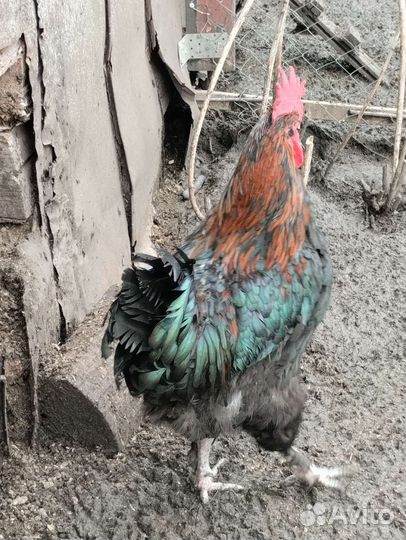Петухи Ливенский и Маран чëрномедный