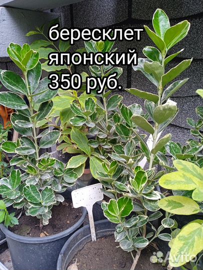 Декоративные кустарники