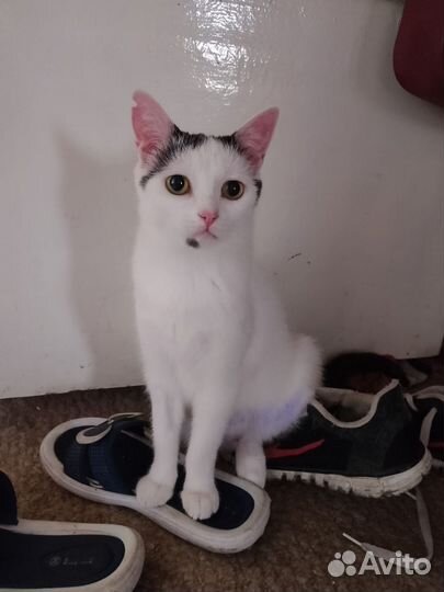 Кот и 2 кошки стерильные в добрые руки