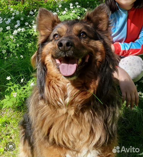 Собака в добрые руки отдам бесплатно