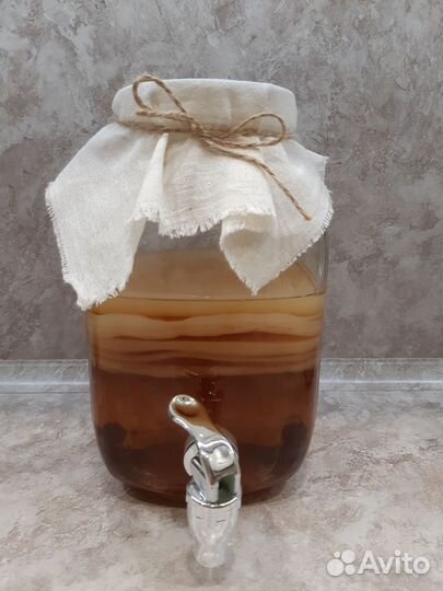 Чайный гриб комбуча