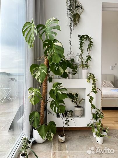 Монстера Альба крупная