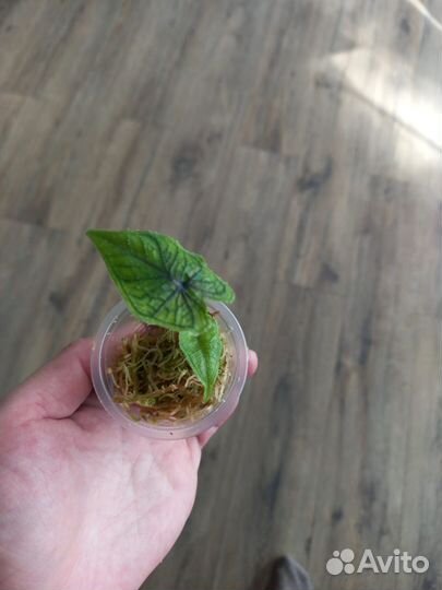 Алакозия жаклин