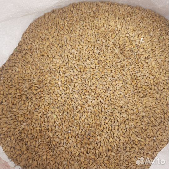 Зерно.Ячмень
