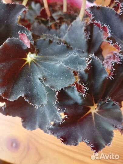 Бегония декоративно лиственная