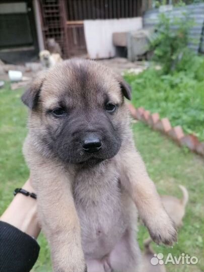 Помесь шарпея