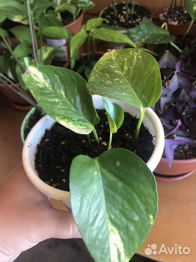 Сциндапсус золотистый