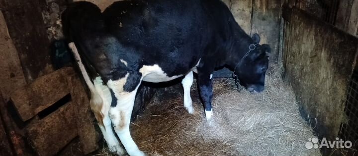 Тëлка Голштинская порода