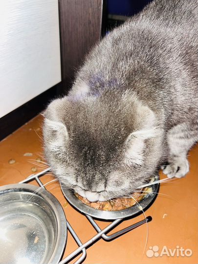 Шотландский вислоухий кот