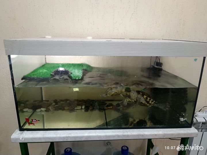 Красноухая черепаха