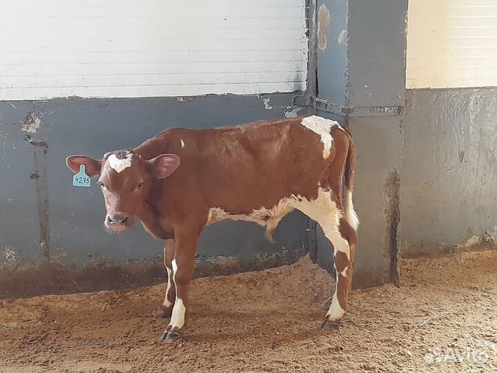 Телки бычки