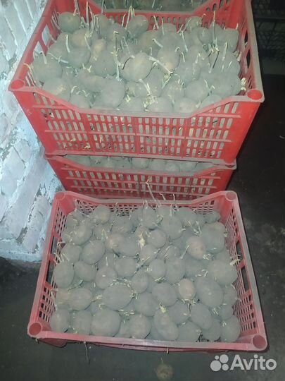 Семенной картофель