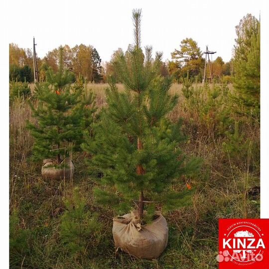 Сосна обыкновенная и другие растения