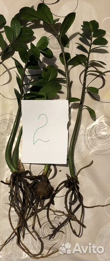 Замиокулькас