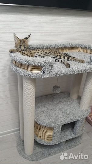 Саванна мальчик