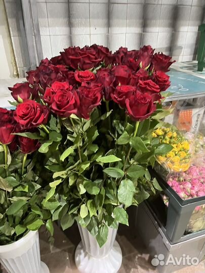 Роза экспловер