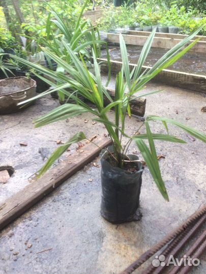 Китайская веерная пальма