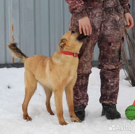 В добрые руки