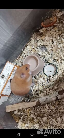 Сирийский хомяк