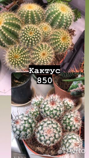 Комнатные растения