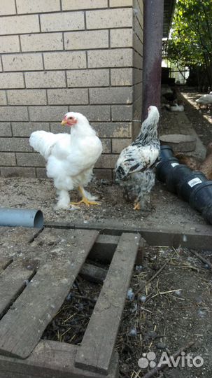 Инкубационное яйцо кур брама