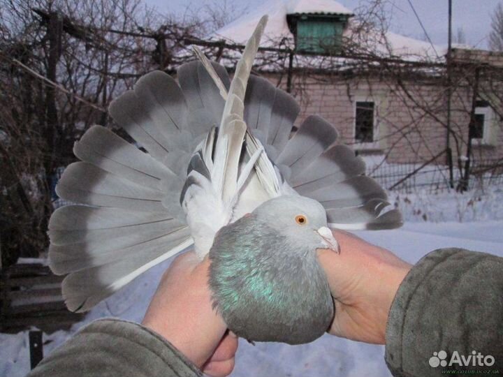 Голуби торцовые