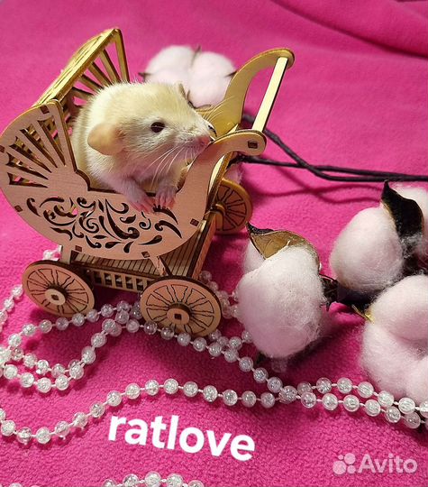 Крысята дамбо девчонки