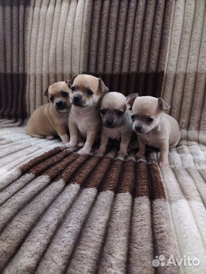 Щенки чихуахуа гладкошерстные