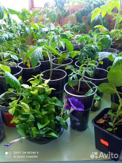 Рассада помидор, перца и петуний