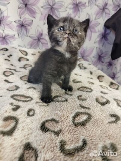 Британские котята