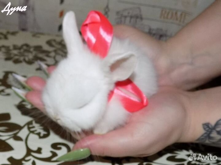 Крольчонок девочка Карликовый гермелин