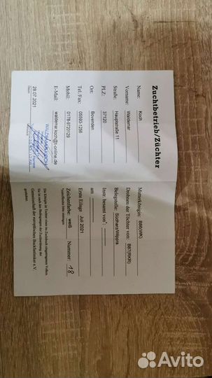 Пчеломатки Бакфаст