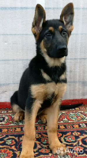 Щенки немецкой овчарки