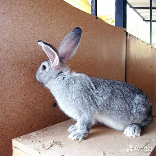 Кролики на племя