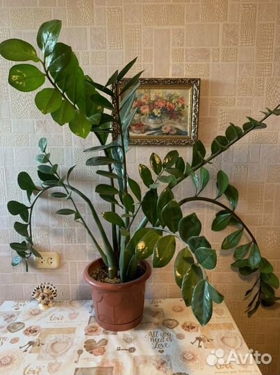 Замиокулькас